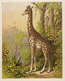 Giraffes Prints: Giraffe (Kronheim)