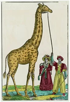 Viceroy Collection: Giraffe at Paris 1826