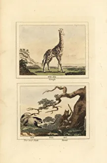 Giraffe Prints: Giraffe, sloth and tarsier