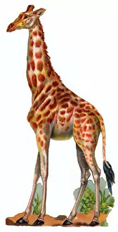 Giraffe Collection: Giraffe on a Victorian scrap