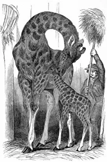 Images Dated 22nd February 2005: Giraffe and her young, London Zoo, 1849