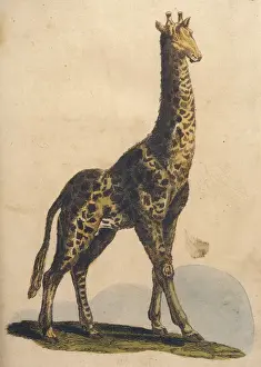 Giraffes Prints: Giraffes 1814