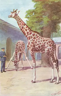 Giraffes