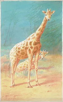 Giraffes Prints: Giraffes