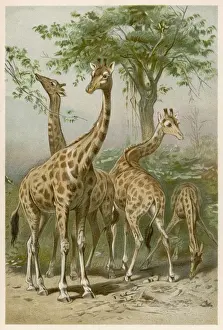 GIRAFFES