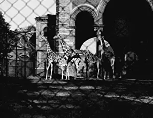 Giraffes Prints: Giraffes at Berlin Zoo