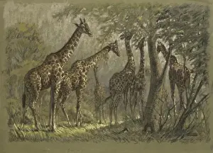 Canopy Prints: Giraffes feeding under high canopy trees