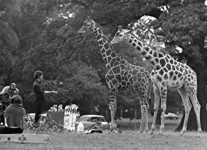 Giraffes Prints: Giraffes / Filming / 1970S