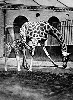 Giraffes at London Zoo, 1922