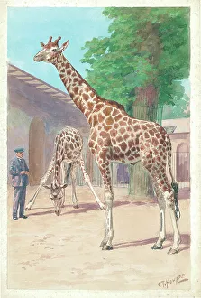 Giraffes Prints: Giraffes at London Zoo animals Watercolour painting