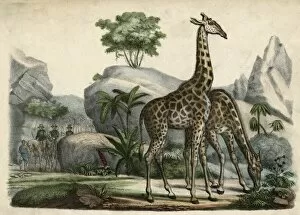 Images Dated 21st November 2011: Giraffes Scent Danger