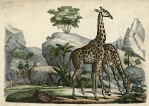 Images Dated 21st November 2011: Giraffes Scent Danger
