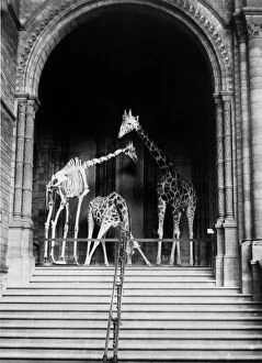 Giraffes on steps, October 1903 at the Natural History Museu