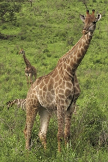 Images Dated 2nd December 2011: Giraffes - with Zebras
