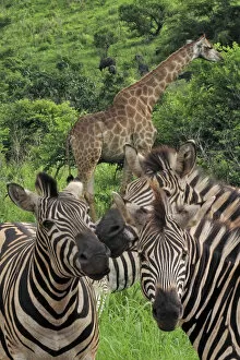 Images Dated 2nd December 2011: Giraffes - with Zebras