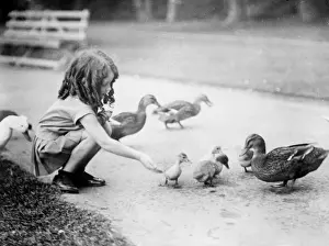 Ducks Prints: Girl Feeds the Ducks