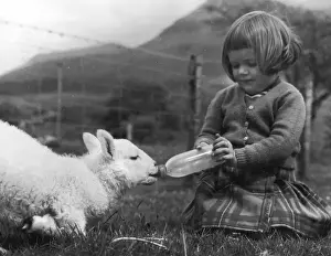 Girl Feeds Milk to Lamb