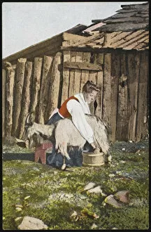 Goats Collection: GIRL MILKING GOAT / NORWAY