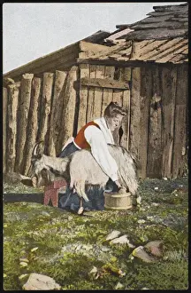 Milking Prints: GIRL MILKING GOAT / NORWAY
