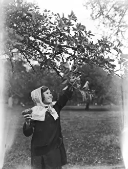 Girl Picking Apples