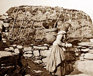 Shetland Prints: Girl in Shetland knitting as she walks, Scotland