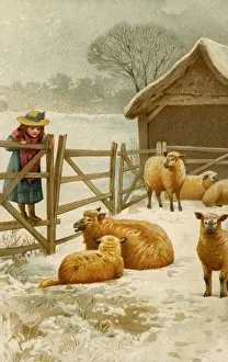 Farm Yard Prints: Girl watching sheep