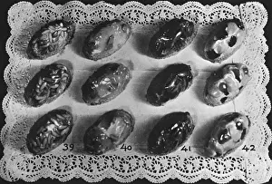 Glace Prints: Glace Cream Bonbons