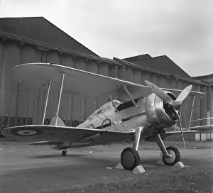 Gloster Prints: Gladiator - K8042