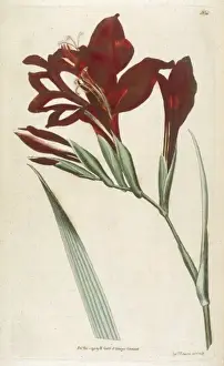 Gladiolus Cardinalis
