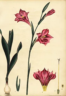 Gladiolus caryophyllaceus