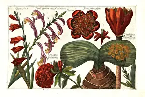 Communis Prints: Gladiolus, Gladiolus dalenii, cudweed, pomegranate