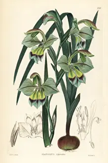 Perfumed Prints: Gladiolus orchidiflorus