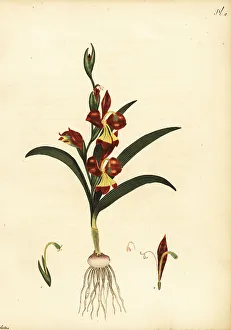 Henry Andrews Prints: Gladiolus orchidiflorus