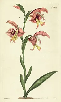 Weddell Prints: Gladiolus orchidiflorus