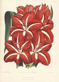 Phoebus Prints: Gladiolus Phoebus variety