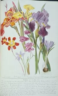 Maize Collection: Gladiolus sp. corn flag