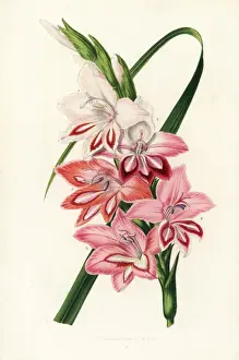 Gladiolus Prints: Gladiolus varieties raised by Charles Truffaut of Versailles
