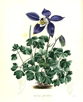 Columbine Prints: Glandular columbine, Aquilegia glandulosa