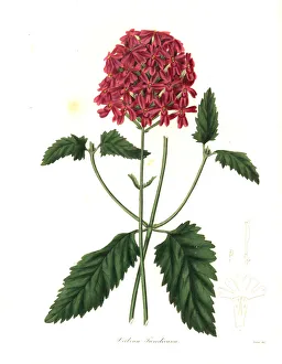 Maund Collection: Glandularia tweedieana
