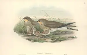 Charadriiformes Prints: Glareola pratincola, collared pratincole