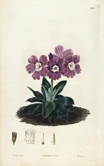 Primula Gallery: Glaucescent-leaved primrose, Primula glaucescens
