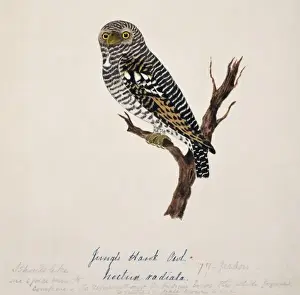 Glaucidium radiatum, jungle owlet
