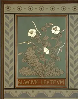 Eudicotinae Prints: Glaucium leuteum, horned poppy
