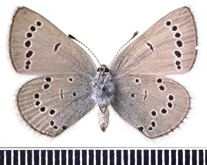 Glaucopsyche lydamus, xerces blue