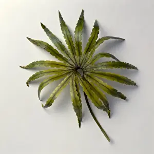 Polypodiophyta Prints: Gleichenites, Late Jurassic fern