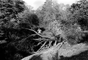 Gales Prints: Glendurgan, Cornwall, after the 1987 hurricane