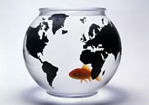 Images Dated 5th March 2012: Global Goldfish