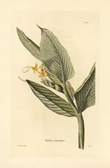 Globba marantina