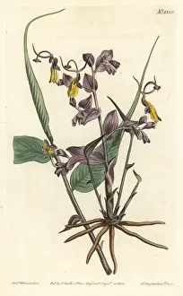 Globba radicalis