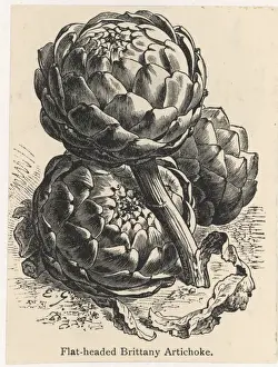 Globe Artichoke